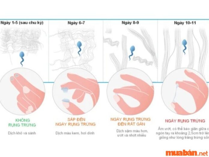 9 cách tính sinh con trai bách phát bách trúng Năm 2023