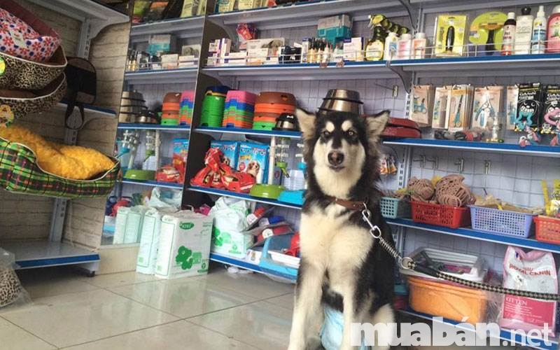 Một Số Địa Chỉ Bán Thú Cưng Uy Tín Ở Sài Gòn 2 Những Địa Chỉ Bán Thú Cưng Uy Tín Tại Tp Hcm