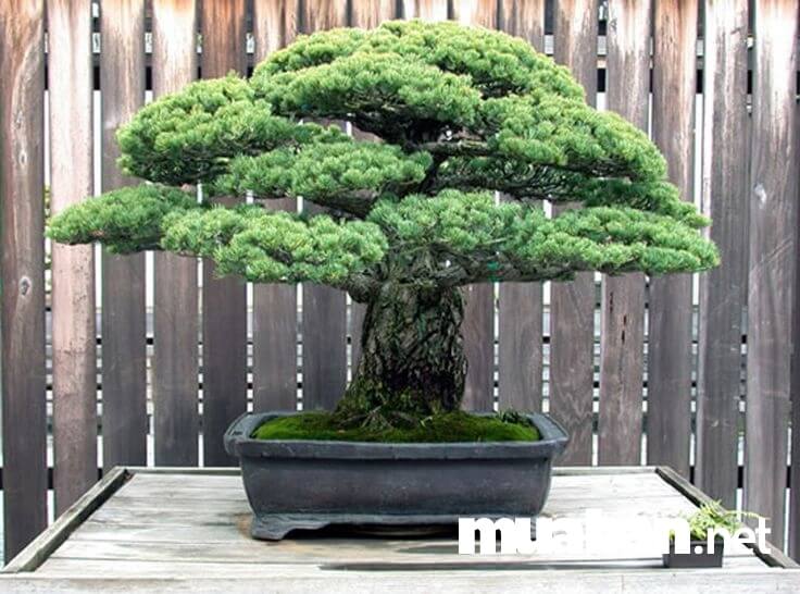 Kinh Nghiệm Chăm Sóc Cây Bonsai Trong Nhà 3 Đặt Cây Cảnh Bonsai Ở Những Nơi Có Đủ Ánh Sáng