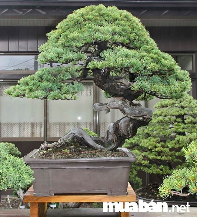 Kinh Nghiệm Chăm Sóc Cây Bonsai Trong Nhà 2 Thú Chơi Cây Bonsai Là Một Nghệ Thuật