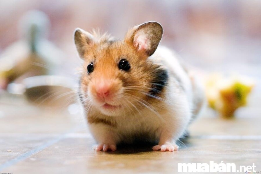 Hamster còn được biết đến với tên là Chuột Lang