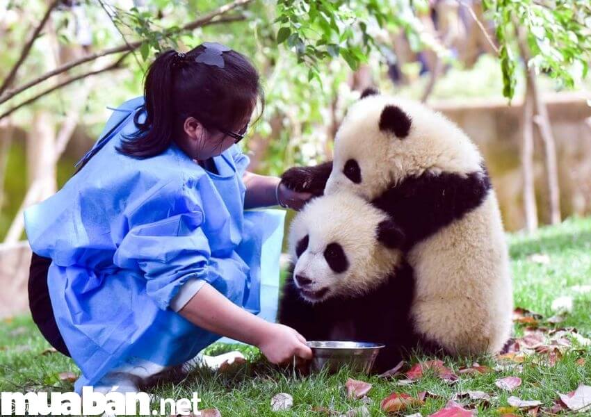 Mấy em gấu dễ thương thế này thì làm việc cả ngày cũng được nhỉ