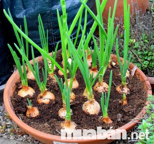 4 Loại Rau Sạch Nên Được Trồng Tại Sân Thượng Nhà Bạn. 4 H%C3%A0Nh L%C3%A1 Ch%E1%Ba%Adu