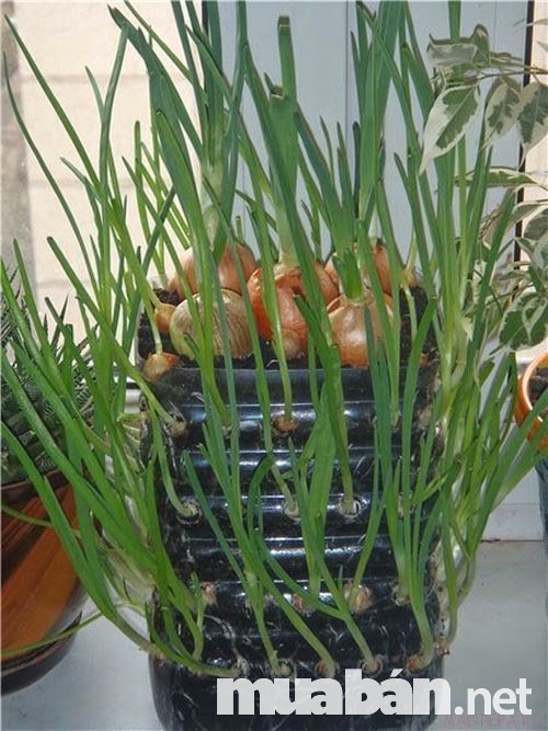 4 Loại Rau Sạch Nên Được Trồng Tại Sân Thượng Nhà Bạn. 5 H%C3%A0Nh L%C3%A1 Chai