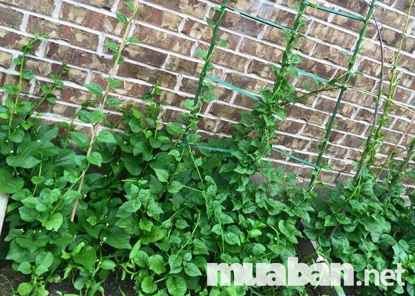 4 Loại Rau Sạch Nên Được Trồng Tại Sân Thượng Nhà Bạn. 13 Mt Leo