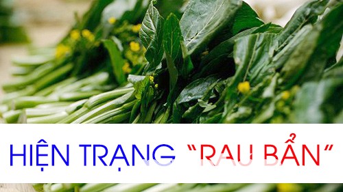 Tình trạng rau sạch ở TPHCM đang ở mức báo động