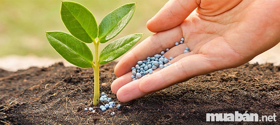 Bón đúng loại phân cho nhu cầu phát triển trong từng giai đoạn nếu muốn sản xuất rau sạch
