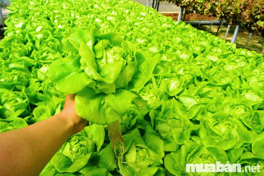 Sản xuất rau sạch đang được chú trọng