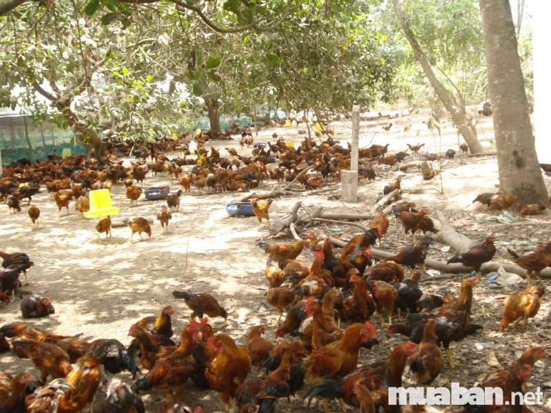 Bãi chăn thả phải sạch sẽ Bãi chăn thả cần đảm bảo một số tiêu chí nhất định để gà được bảo vệ an toàn