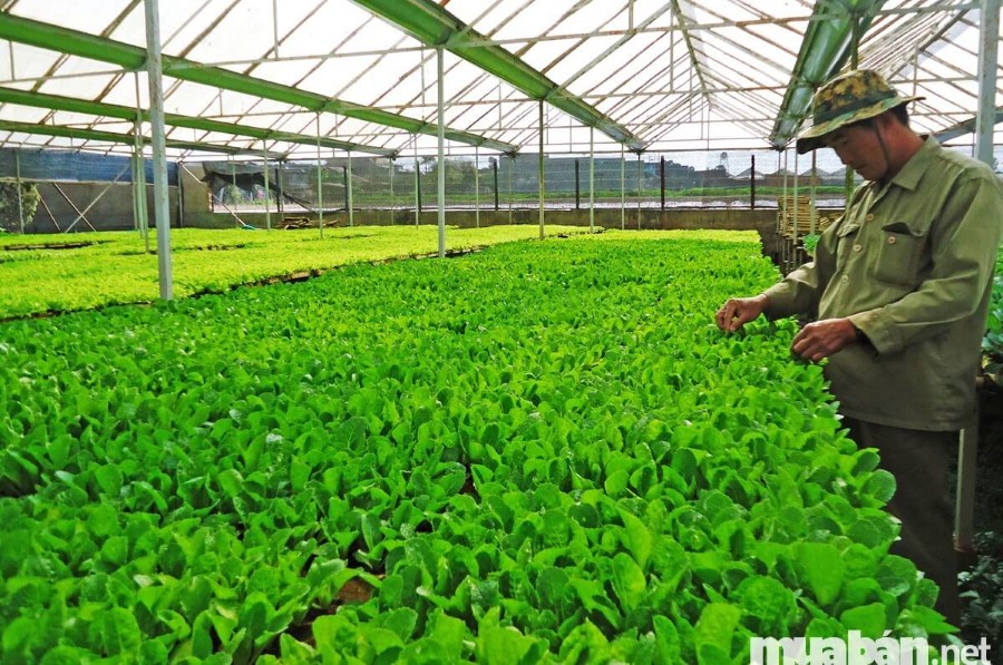 Đất trang trại đang là trào lưu Mua bán đất trang trại để trồng trọt rất phổ biến