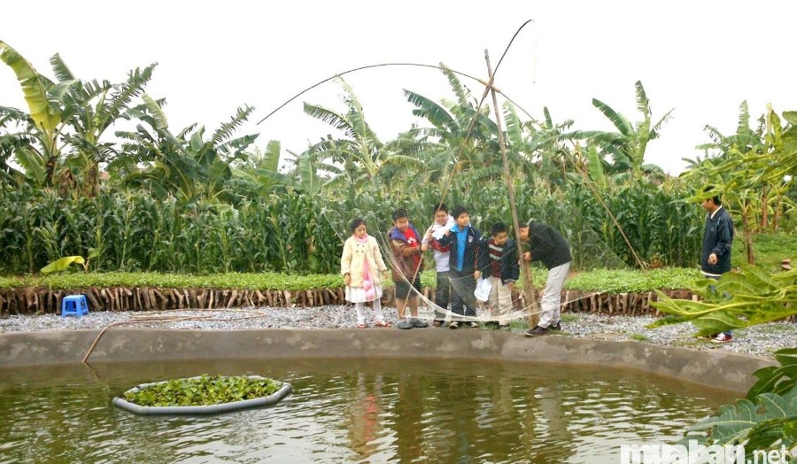 Đất trang trại đang là trào lưu Mô hình kinh doanh sinh thái trên đất trang trại sinh nhiều lời