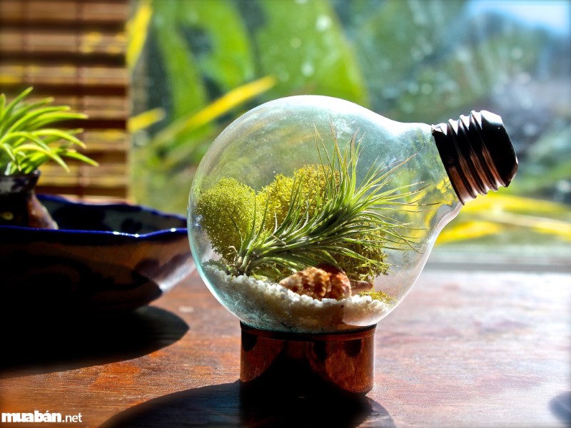 6 Ý Tưởng Cho Chậu Cây Cảnh Đẹp Và Độc Đáo 2 Chậu Cây Cảnh Đẹp Làm Từ Bóng Đèn Xinh Xắn