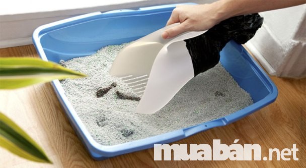 Cát Vệ Sinh Đất Sét Vón Cục Cho Mèo Cát Vệ Sinh Đất Sét Vón Cục Cho Mèo Vô Cùng Tiện Lợi