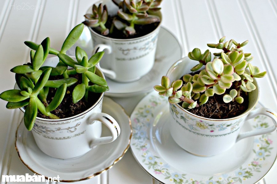 6 Ý Tưởng Cho Chậu Cây Cảnh Đẹp Và Độc Đáo 4 Tách Trà Cũ Tạo Nên Chậu Cây Mới