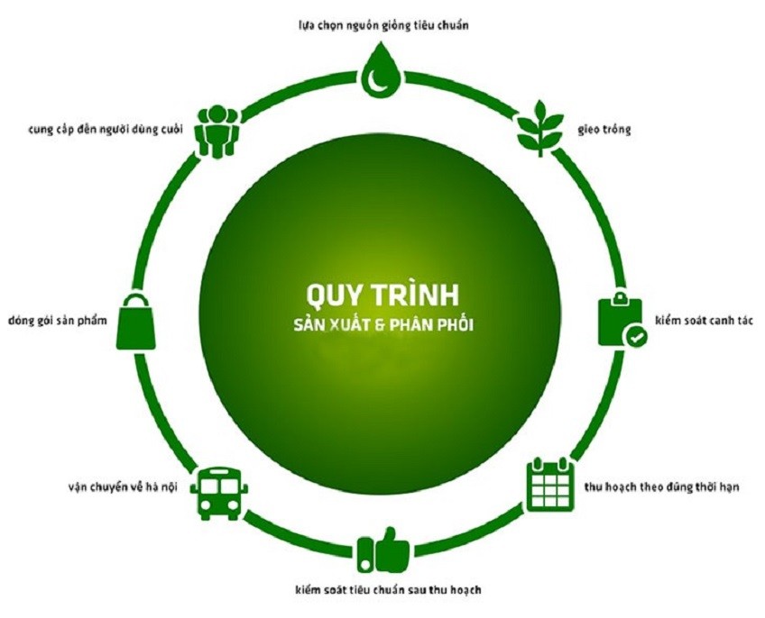 Sản xuất rau sạch với quy trình VietGap