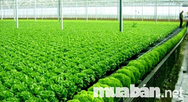 Quy mô công nghiệp trong quá trình sản xuất rau sạch