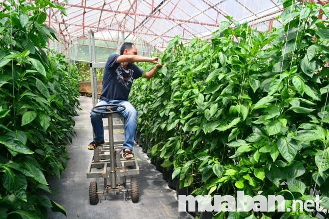 Hình thức thủ công trong quá trình sản xuất rau sạch