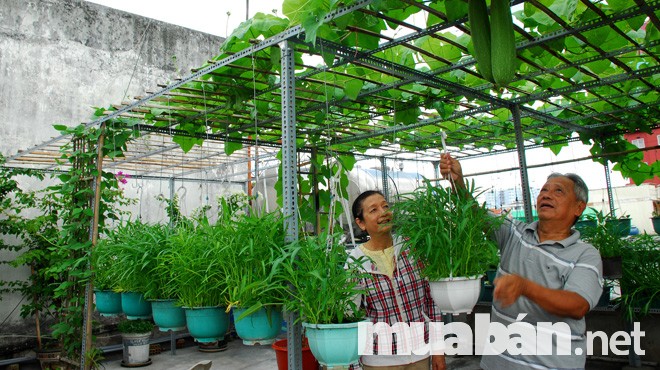 Chăm sóc rau cũng chính là thể dục và thư giản.
