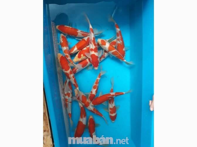 Cá Koi có vẻ ngoài đặc trưng với nhiều hình "xăm" độc đáo