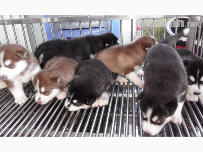 Husky có vẻ ngoài dễ thương với bộ lông dày mượt mà