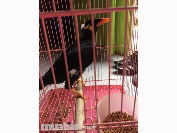 Chim nhồng có biệt tài "nói" giọng người rất độc đáo