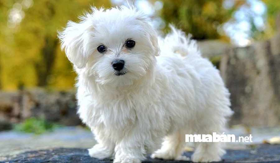Top 4 Dòng Chó Cảnh Siêu Kute, Đồ Ăn Cho Chúng Cũng Siêu Rẻ 5 Chó Bichon Frise Là Một Giống Chó Nhỏ, Đáng Yêu.