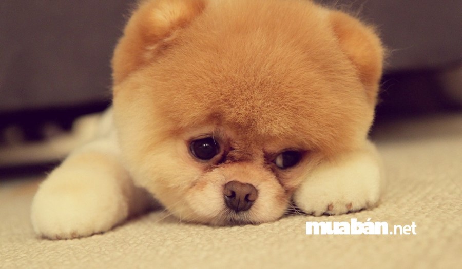 Top 4 Dòng Chó Cảnh Siêu Kute, Đồ Ăn Cho Chúng Cũng Siêu Rẻ 6 Những Chú Chó Cảnh Nhỏ Pomeranian Sở Hữu Một Ngoại Hình Vô Cùng Đáng Yêu Với Một Bộ Lông Xù.