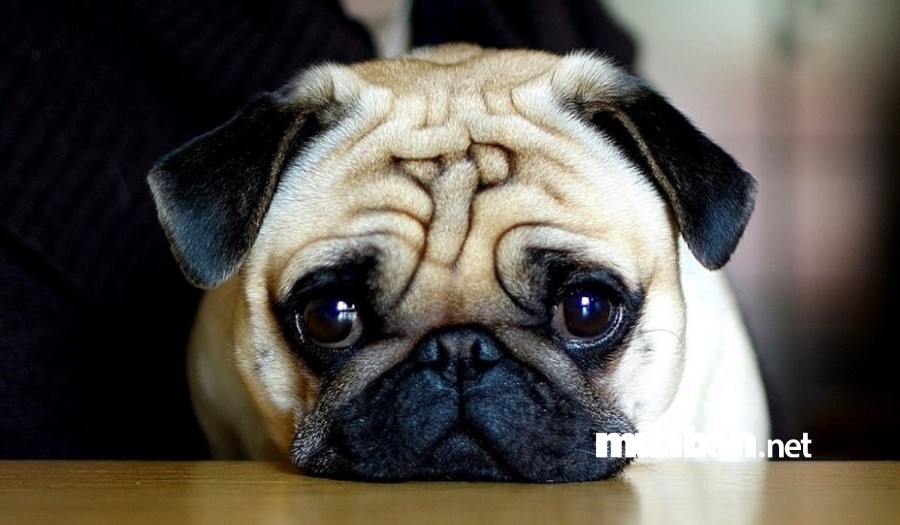 Top 4 Dòng Chó Cảnh Siêu Kute, Đồ Ăn Cho Chúng Cũng Siêu Rẻ 3 Chó Pug Mặt Xệ Nhưng Vô Cùng Hiền Lành, Dễ Nuôi.