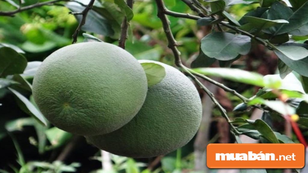 Bạn nên chọn những quả bưởi nặng tay,màu xanh của vỏ hơi ngả vàng, da láng.