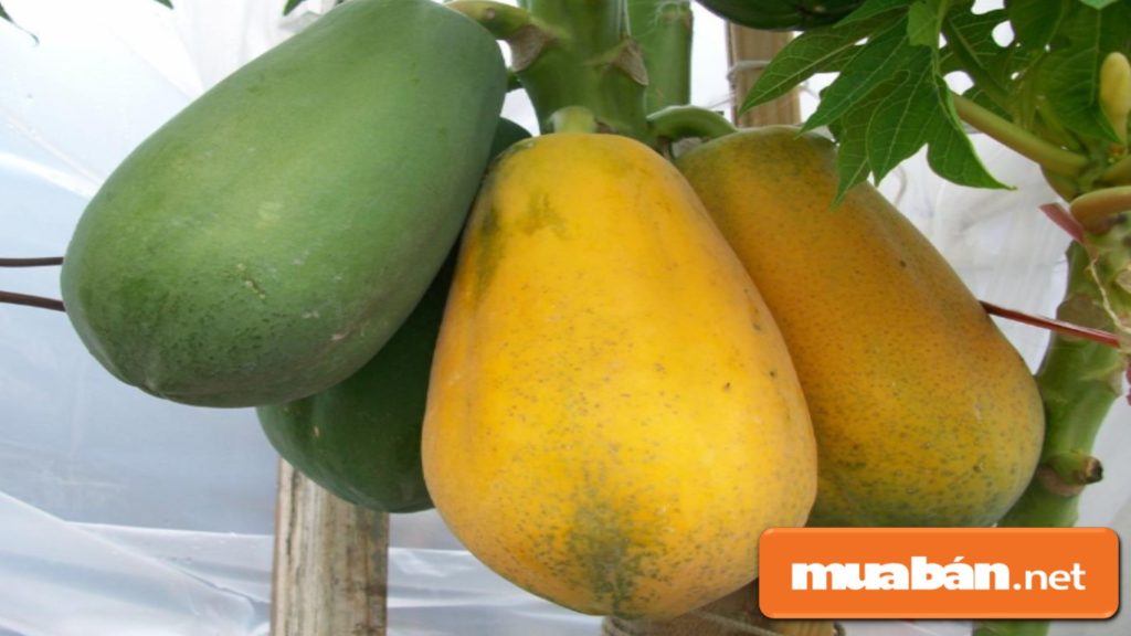 Bạn nên chọn những quả vừa chín, màu hơi vàng ngả sang đỏ, cầm nặng tay.