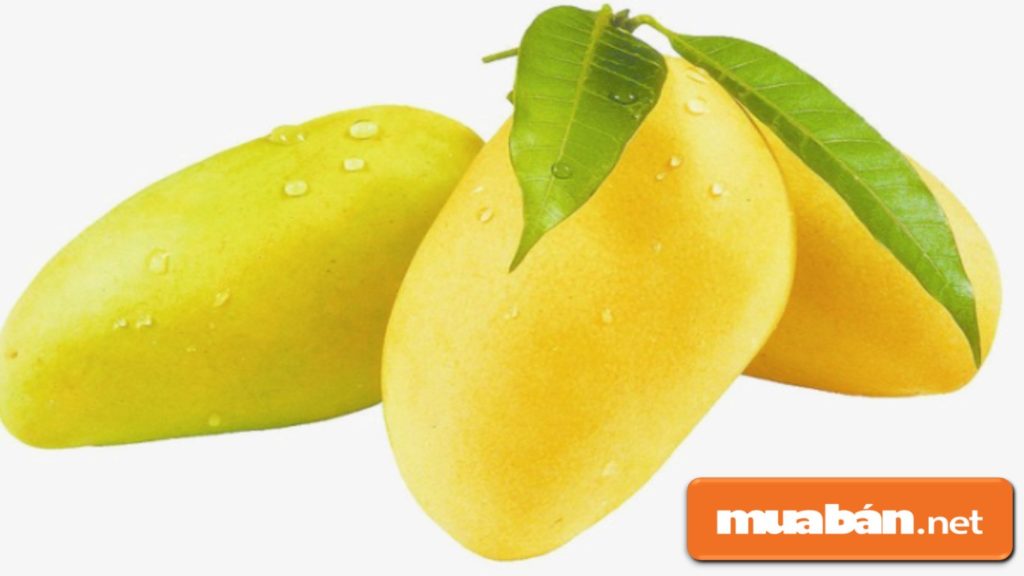 Xoài ngon là phải lựa quả có da căng bóng, màu vàng sáng.