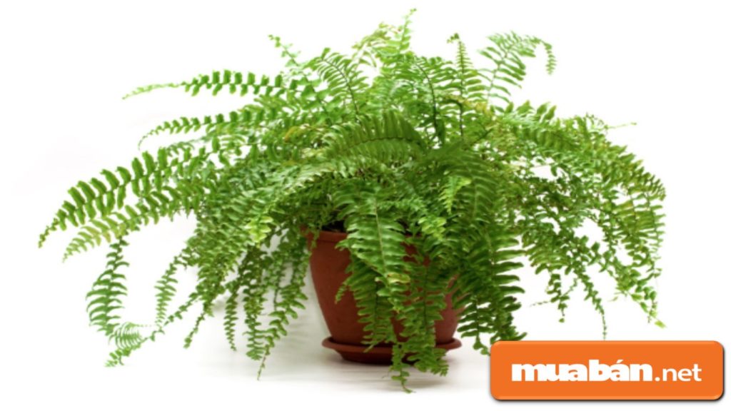 Cây họ quyết như dương xỉ là cây thuộc tính âm, không nên trồng trong nhà.