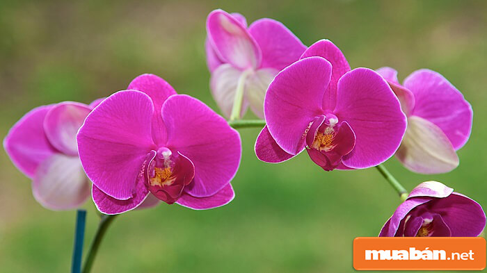 Hoa Tết