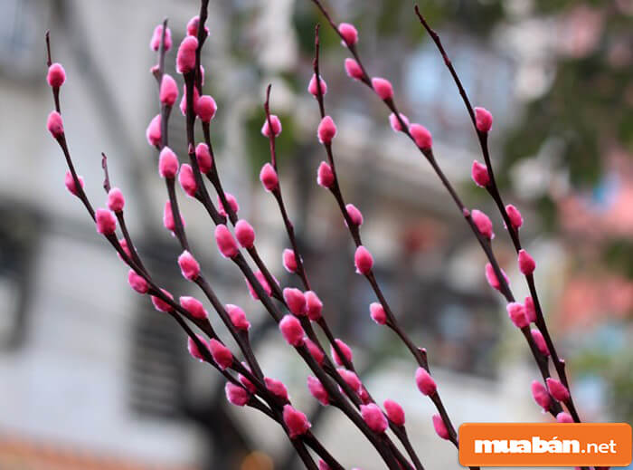 Hoa Tết