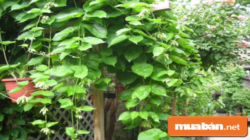 Bạn không nên trồng cây có hương thơm nồng như thiên lý..., tránh gây mất ngủ hoặc khó thở...