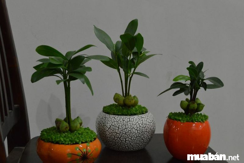 Top 7 Loại Cây Kiểng “Rước” Lộc Vào Nhà Dịp Tết Nguyên Đán 2019 6 Top 7 Cay Kieng Tet Ruoc Loc Vao Nha Dip Tet Nguyen Dan 2019 3