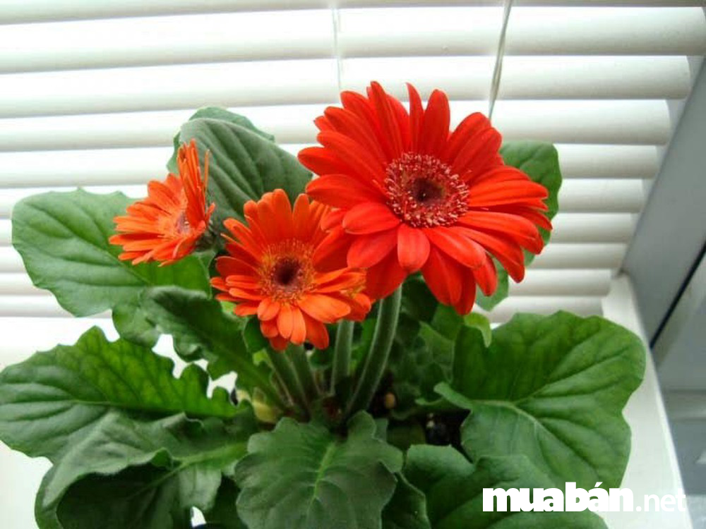 Top 7 Loại Hoa Chưng Tết Luôn Mang Đến May Mắn, Tài Lộc 3 Top 7 Loai Hoa Chung Tet Luon Mang Den May Man Tai Loc 0