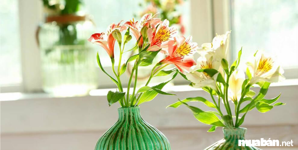 Top 7 Loại Hoa Chưng Tết Luôn Mang Đến May Mắn, Tài Lộc 6 Top 7 Loai Hoa Chung Tet Luon Mang Den May Man Tai Loc 3