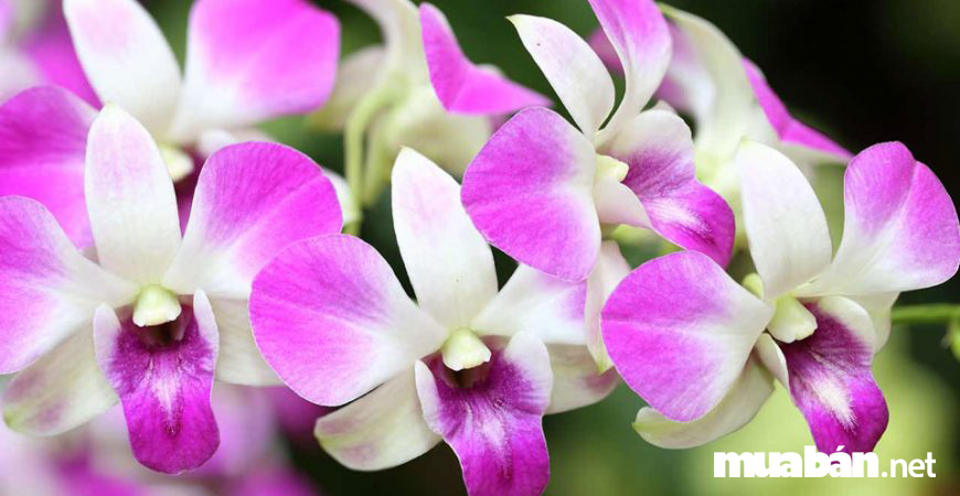 Top 7 Loại Hoa Chưng Tết Luôn Mang Đến May Mắn, Tài Lộc 7 Top 7 Loai Hoa Chung Tet Luon Mang Den May Man Tai Loc 4