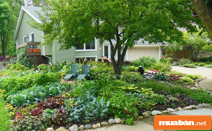 Cách xem phong thủy nhà ở để nhận biết nhà tụ lộc Cây cối xanh tốt, có chim chóc hoặc động vật ghé đến: Đây là dấu hiệu cho thấy môi trường sống có sinh khí tốt, năng lượng hài hòa