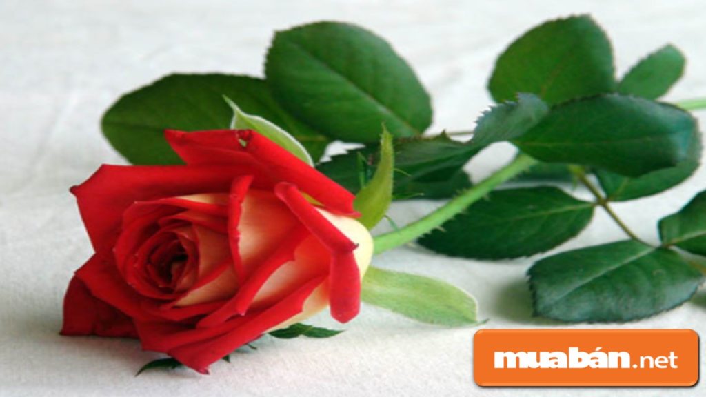 Top 5 Quà Tặng Bạn Gái Ngày 8 Tháng 3 Lãng Mạn Nhất! 3 Nếu Bạn Tặng Nàng 1 Bông Hồng Thì Có Ý Nghĩa Là “Trong Trái Tim Anh Chỉ Có Mình Em”.