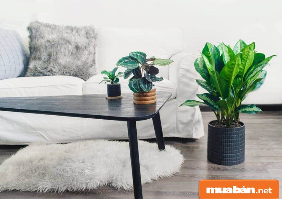 Cây Cảnh Trong Nhà Mang Lại Những Lợi Ích Gì Cho Gia Đình Bạn? 9 Đây Là Cây Sống Lâu Năm, Vào Mùa Đông Vẫn Xanh Tốt Nên Trong Phong Thủy Người Ta Xem Nó Là Loài Cây Cát Tường.