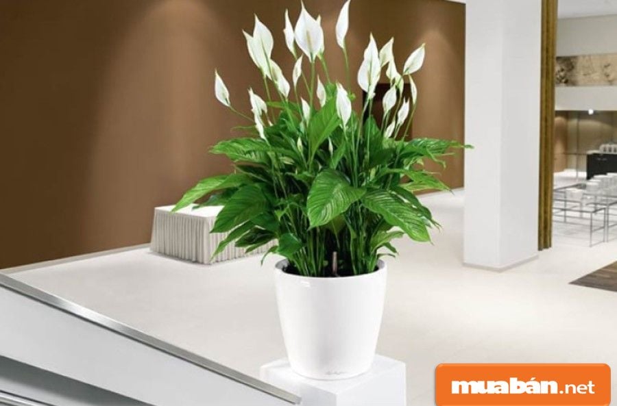 Cây Cảnh Trong Nhà Mang Lại Những Lợi Ích Gì Cho Gia Đình Bạn? 10 Cây Lan Ý Có Hoa Màu Trắng Khá Đẹp, Có Hình Trái Tim Tượng Trưng Cho Niềm Hạnh Phúc.