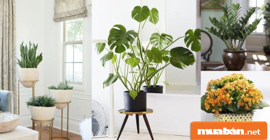 Cây Cảnh Trong Nhà Mang Lại Những Lợi Ích Gì Cho Gia Đình Bạn? 3 Có Thêm Cây Cối Như Có Thêm Máy Lọc Khí Thiên Nhiên, Bởi Chúng Có Tác Dụng Lọc Sạch Không Khí.