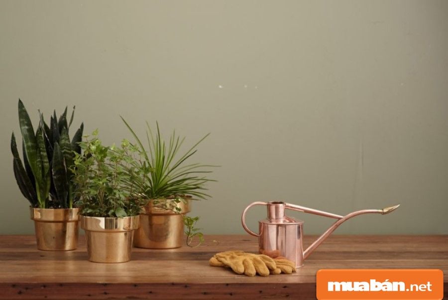 Cây Cảnh Trong Nhà Mang Lại Những Lợi Ích Gì Cho Gia Đình Bạn? 6 Ngoài Tác Dụng Trang Trí, Việc Đặt Cây Xanh Trong Nhà Còn Có Ý Nghĩa Về Phong Thủy.