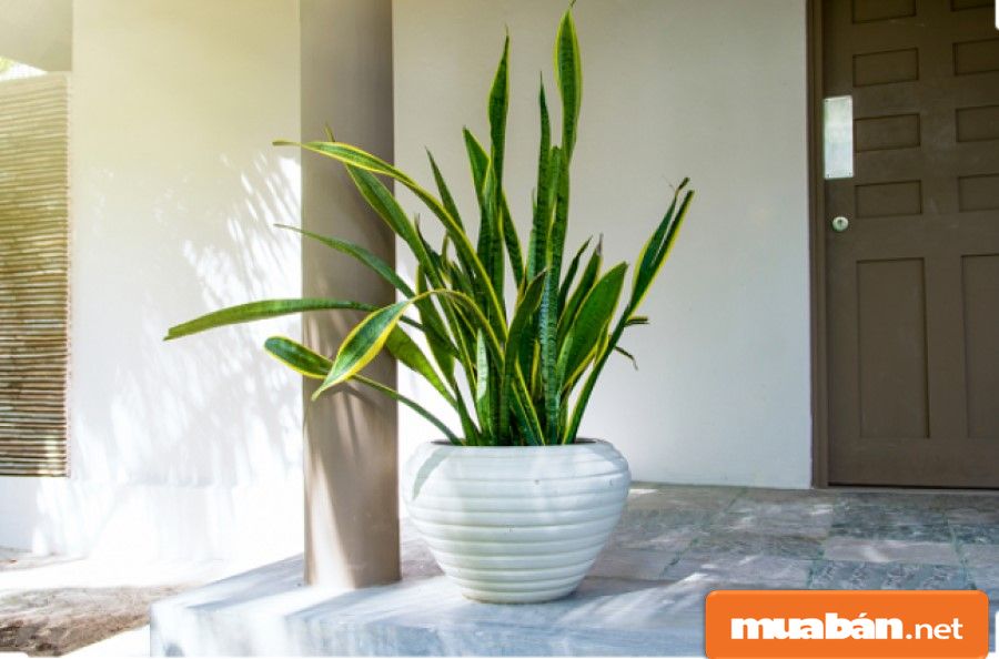 Cây Cảnh Trong Nhà Mang Lại Những Lợi Ích Gì Cho Gia Đình Bạn? 8 Trồng Cây Lưỡi Hổ Trong Nhà Giúp Tiêu Diệt Tới Những 107 Độc Tố, Các Bức Xạ Và Bụi Bẩn Khác.