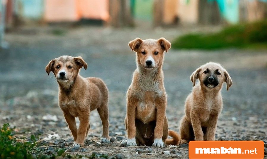 Bán Chó Cảnh Hà Nội - Những Điều Cần Biết!!! 3 Bán Chó Cảnh Hà Nội