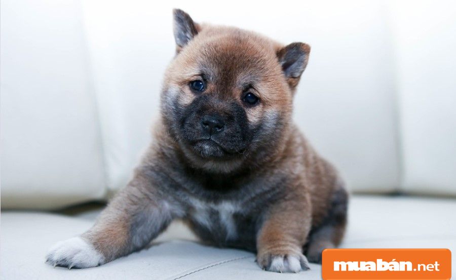 Bán Chó Cảnh Hà Nội - Những Điều Cần Biết!!! 8 Dựa Vào Đặc Điểm “Nhất Vện – Nhì Vang – Tam Khoang – Tứ Đốm” Để Mua Theo Kinh Nghiệm Dân Gian.