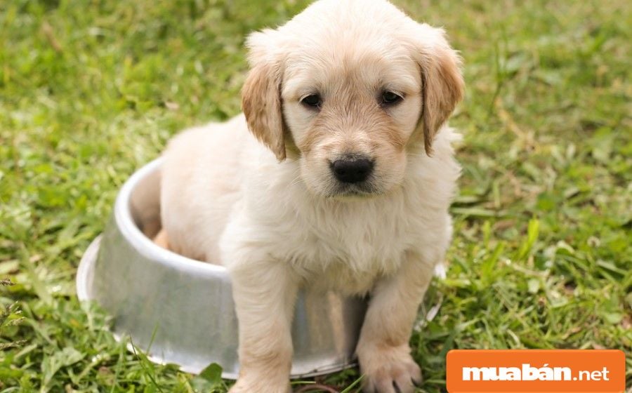Bán Chó Cảnh Hà Nội - Những Điều Cần Biết!!! 6 Bán Chó Cảnh Hà Nội