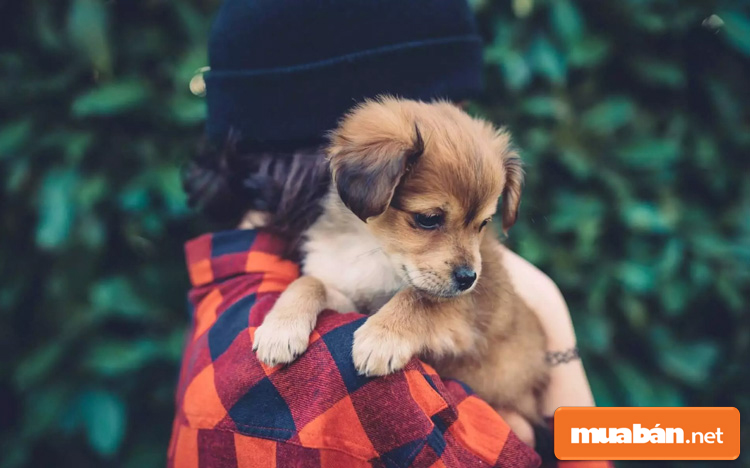 Chợ Tốt Vật Nuôi Địa Điểm Mua Bán Vật Nuôi Tin Cậy 2 Chợ Tốt Vật Nuôi